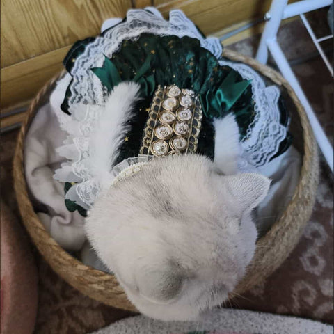 Customizable Elegant Pet Dress in Deep Green with White Lace and Star Accents