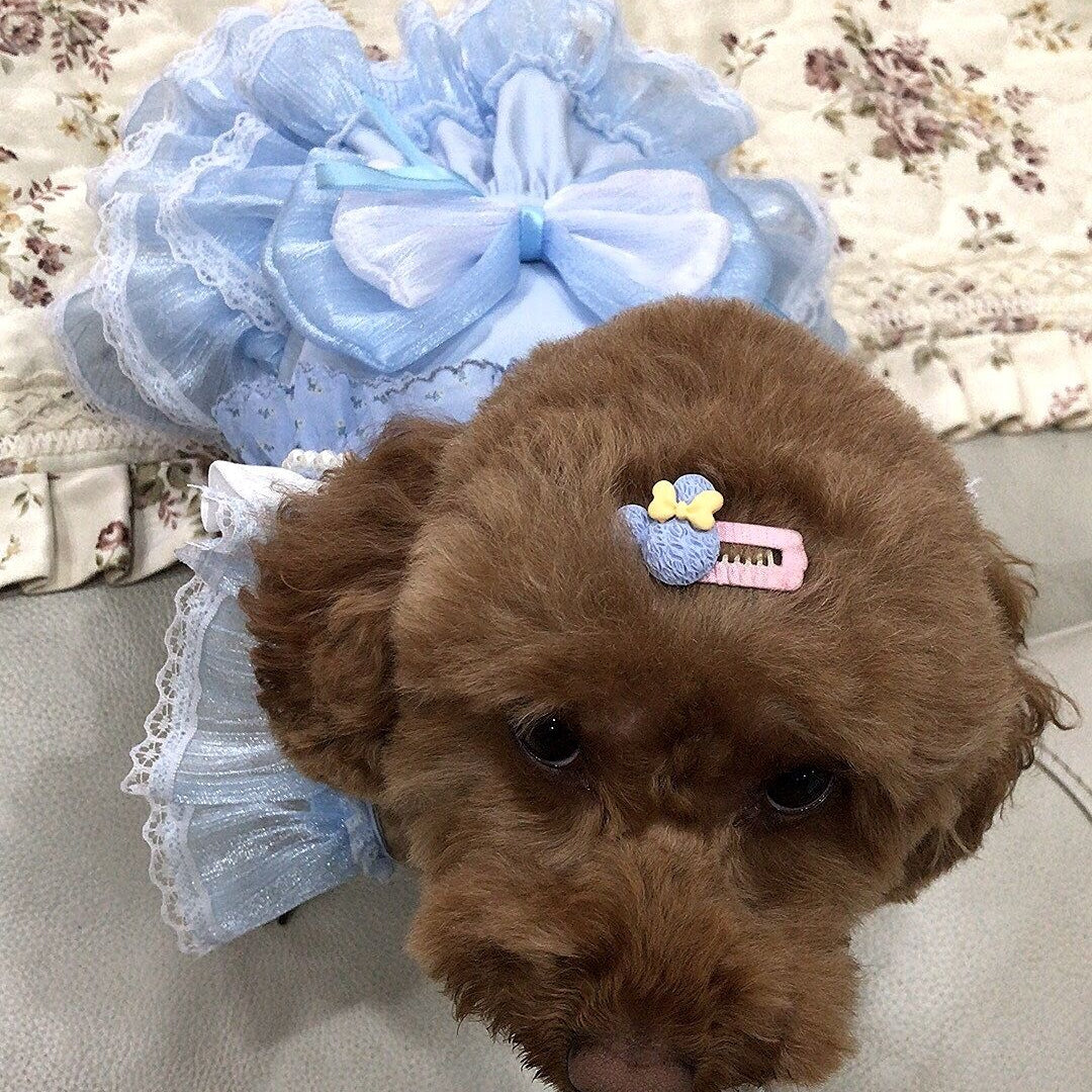 Powder Blue Ruffle Lace Dress – Custom Pet Outfit