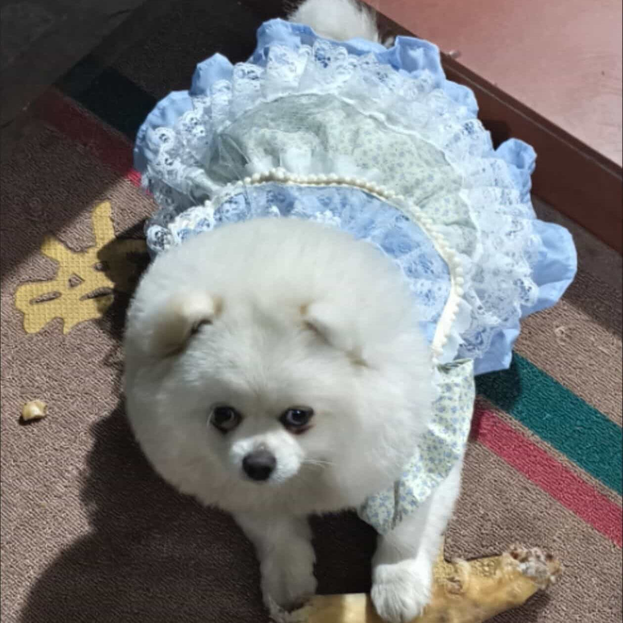 Customizable Charming Pet Dress in Sky Blue with Lace Ruffles and Bow Details