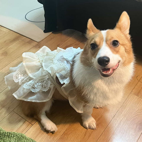 Customizable Elegant Cream Pet Dress with Ruffles and Oversized Bow