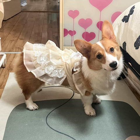 Customizable Elegant Cream Pet Dress with Ruffles and Oversized Bow