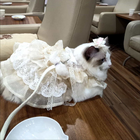 Customizable Elegant Cream Pet Dress with Ruffles and Oversized Bow