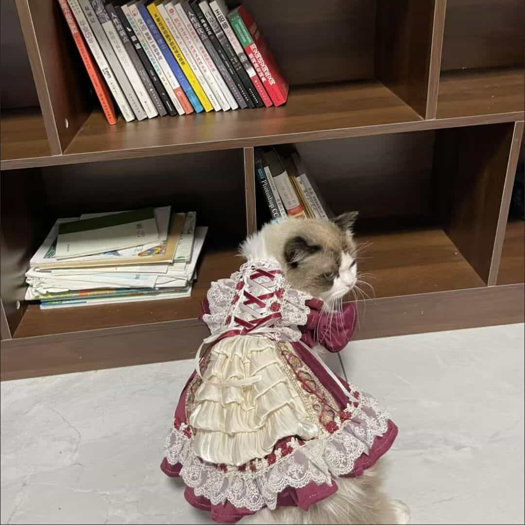 Robe royale personnalisable pour animal de compagnie en bordeaux et crème avec détails en dentelle et volants