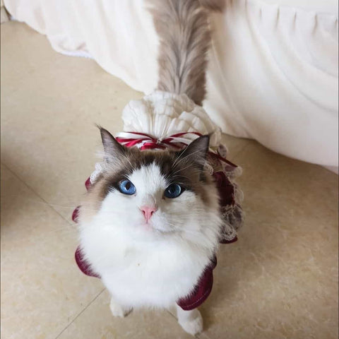 Robe royale personnalisable pour animal de compagnie en bordeaux et crème avec détails en dentelle et volants