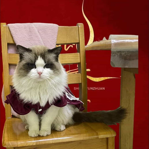 Robe royale personnalisable pour animal de compagnie en bordeaux et crème avec détails en dentelle et volants