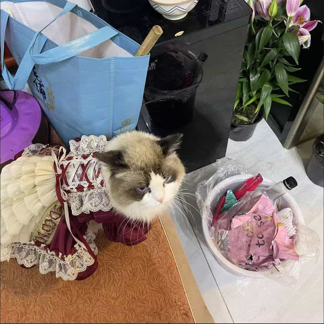 Robe royale personnalisable pour animal de compagnie en bordeaux et crème avec détails en dentelle et volants