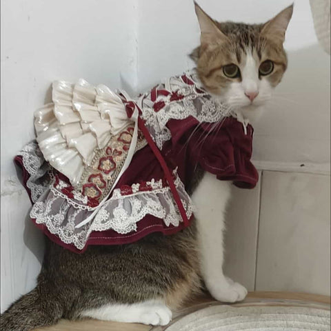 Robe royale personnalisable pour animal de compagnie en bordeaux et crème avec détails en dentelle et volants