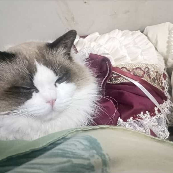 Robe royale personnalisable pour animal de compagnie en bordeaux et crème avec détails en dentelle et volants