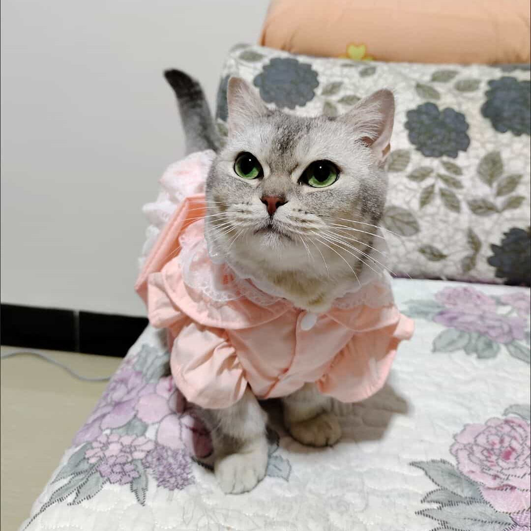 Customizable Sweet Pet Dress in Soft Pink with Lace Ruffles and a Large Bow