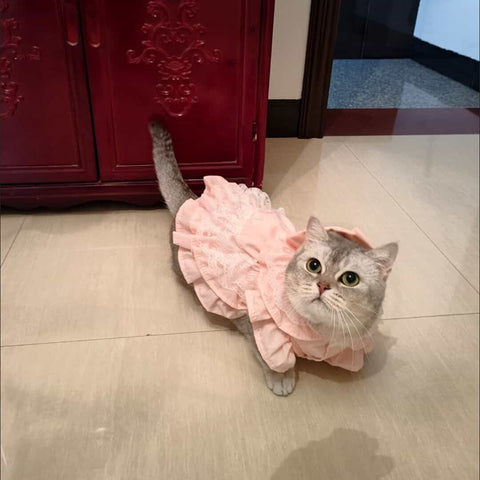 Customizable Sweet Pet Dress in Soft Pink with Lace Ruffles and a Large Bow