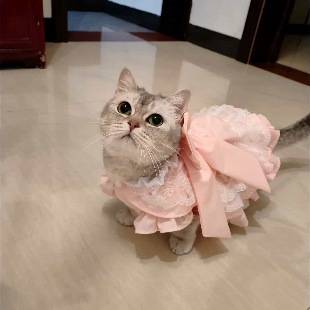 Customizable Sweet Pet Dress in Soft Pink with Lace Ruffles and a Large Bow