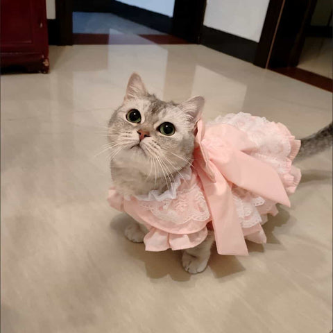Customizable Sweet Pet Dress in Soft Pink with Lace Ruffles and a Large Bow