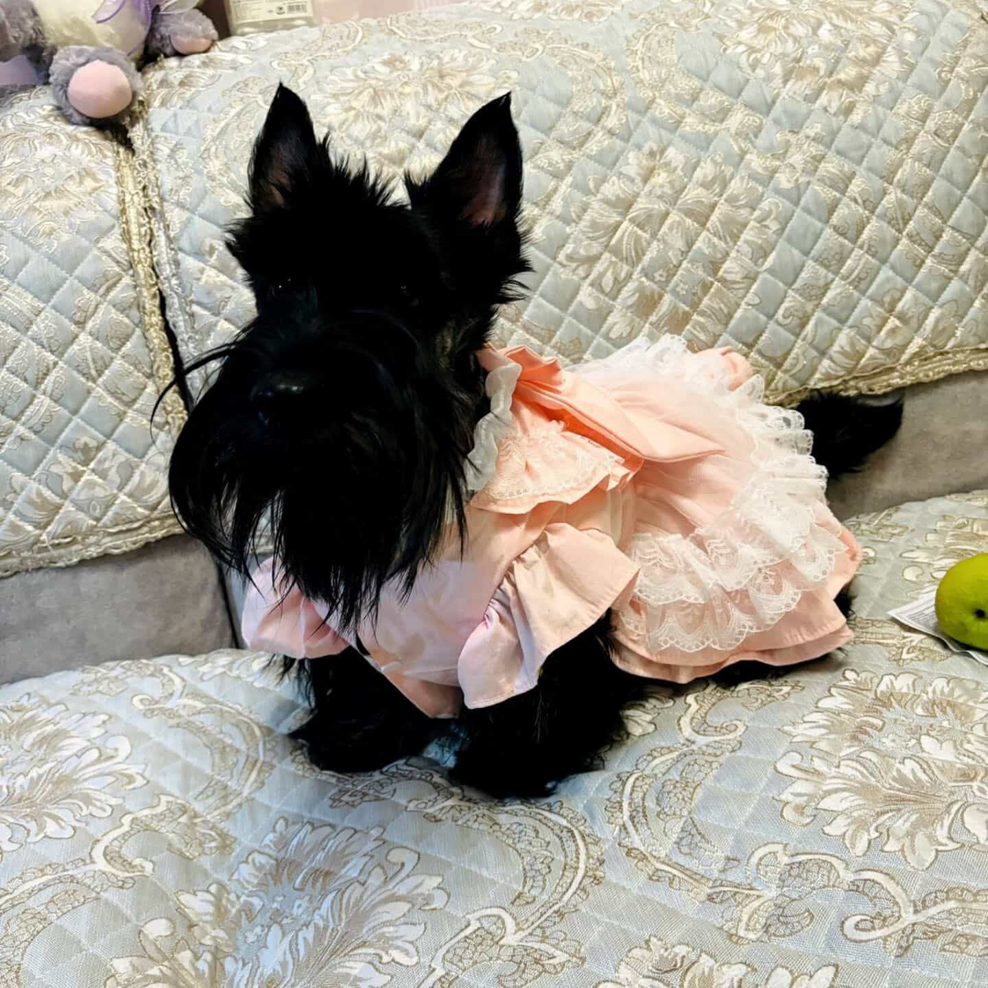Customizable Sweet Pet Dress in Soft Pink with Lace Ruffles and a Large Bow