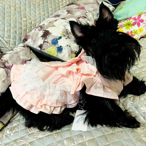 Customizable Sweet Pet Dress in Soft Pink with Lace Ruffles and a Large Bow