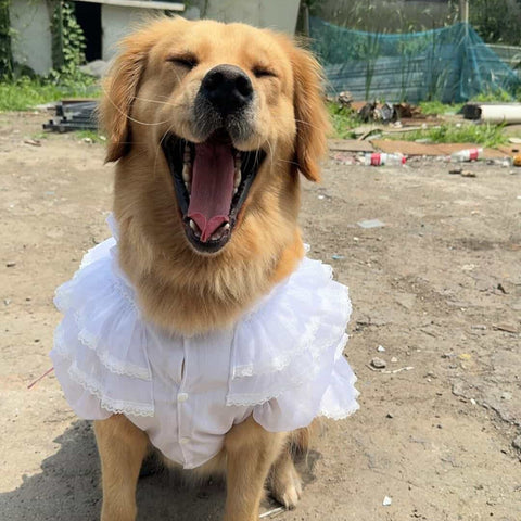 Customizable Elegant Pet Dress in Classic White with Ruffled Layers and Pearl Accents
