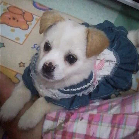 Customizable Charming Pet Dress in White with Floral Print and Teal Accents