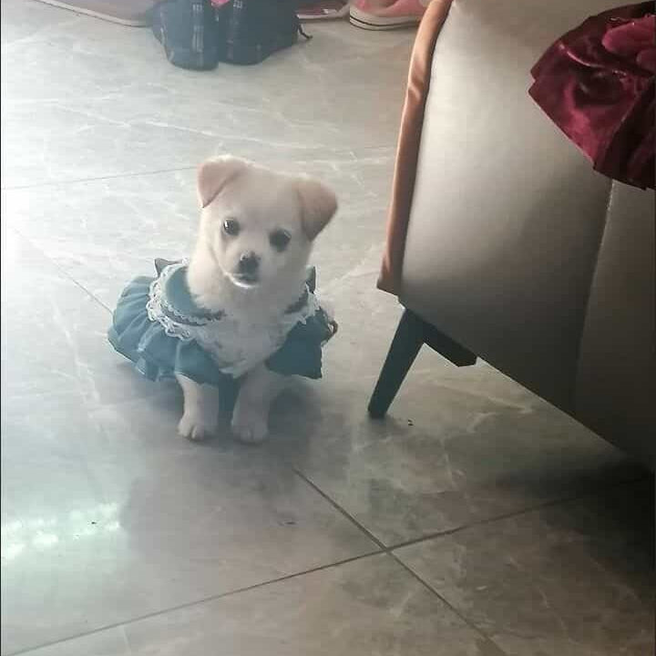 Customizable Charming Pet Dress in White with Floral Print and Teal Accents