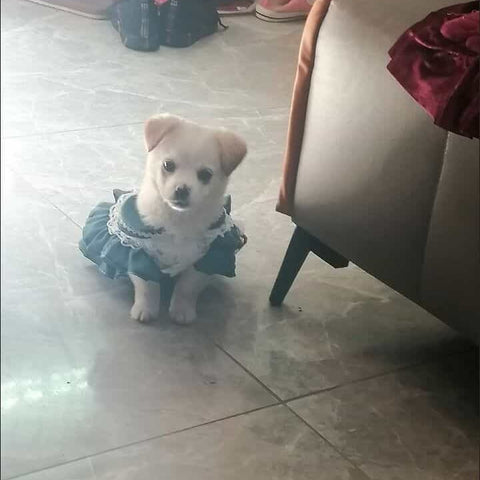 Customizable Charming Pet Dress in White with Floral Print and Teal Accents