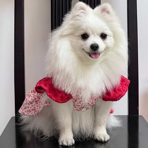 Customizable Adorable Pet Dress in Red and White Floral Pattern with Tassel Accents